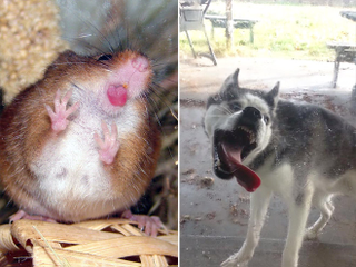 Illustration for article titled Cheer yourself with these images of animals licking windows